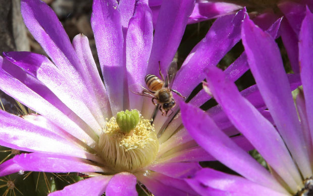 Garden oasis extends its hours for summer